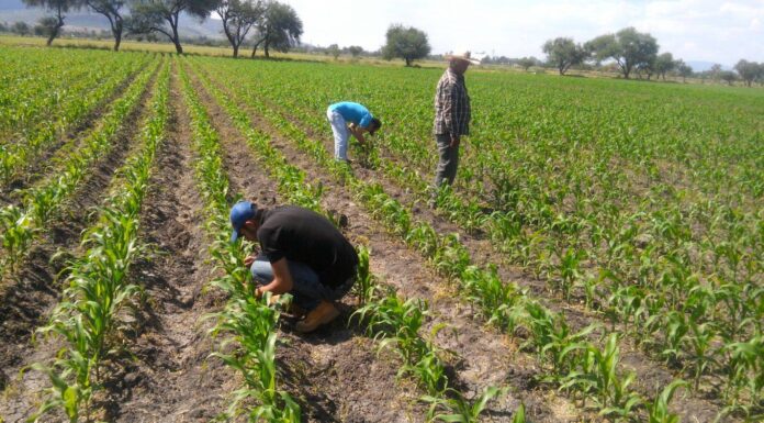 Exhorta SDAyR a respetar fechas de siembra de sorgo