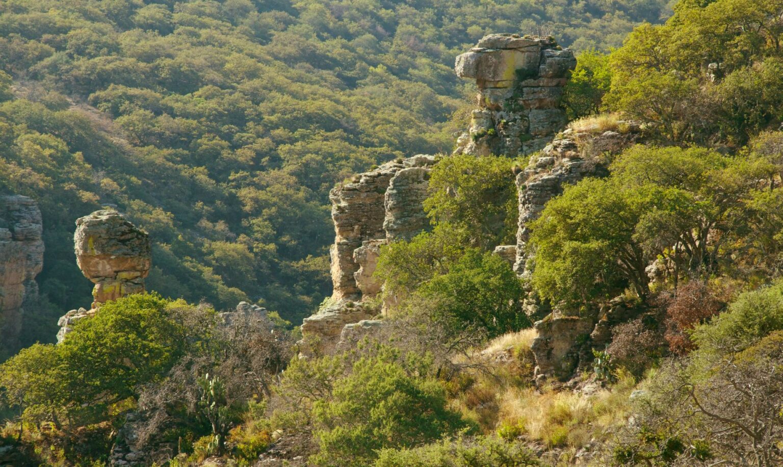 Guanajuato preserva la riqueza de su flora y fauna - Platino News