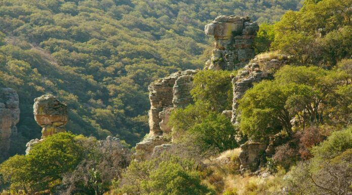 Guanajuato preserva la riqueza de su flora y fauna