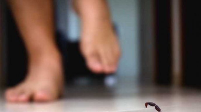 ¡Cuidado! Con el calor aumentan las picaduras de alacrán