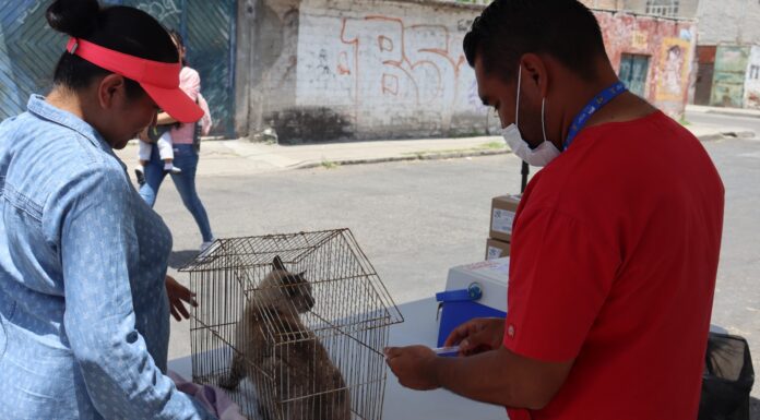 Realizarán semana intensiva de vacunación antirrábica