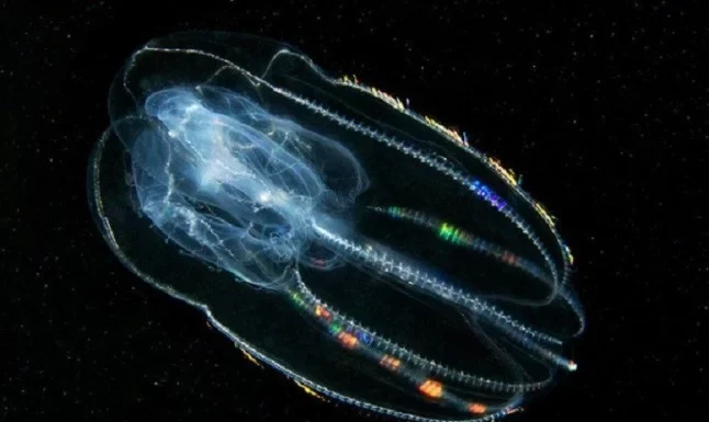 ¿Quiénes fueron los primeros animales de la Tierra?