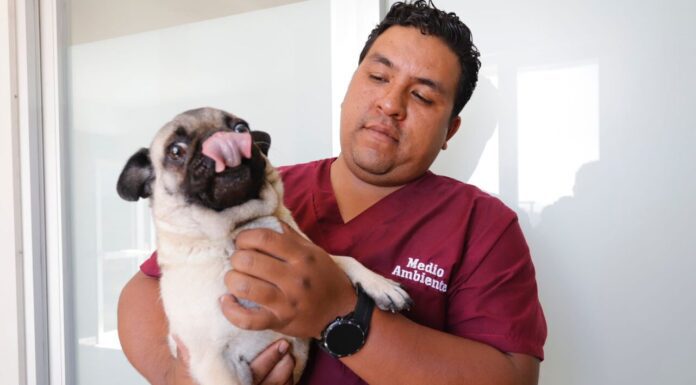 Trabaja Centro de Control Animal de Salamanca en el cuidado y protección de las mascotas