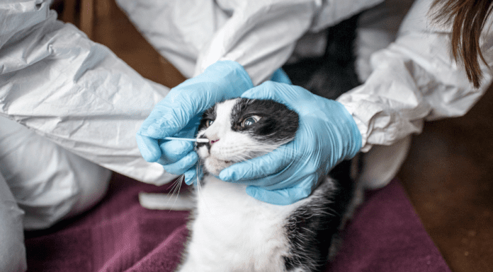 Con variantes alfa y delta se contagian gatos de Covid-19