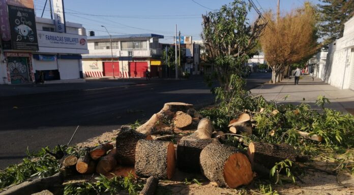 Otra vez, de madrugada, vuelven a talar árboles en León denuncian ciudadanos