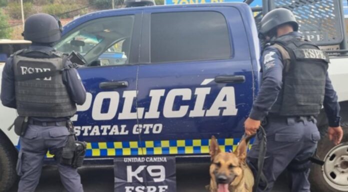Elementos de la Unidad Canina K9 de la FSPE aseguran 91 dosis de mariguana