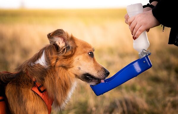No permitas que tu mascota se deshidrate