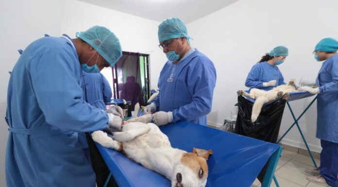 León es líder en esterilización de animales de compañía