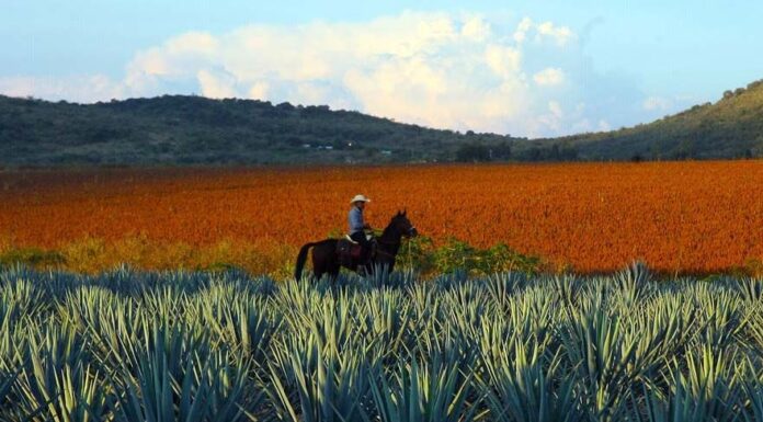 Organizan diputados foro para crear el Consejo del Agave en Guanajuato