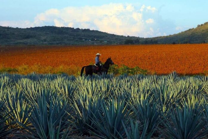 agave