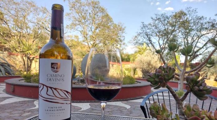 Guanajuato, con los mejores vinos