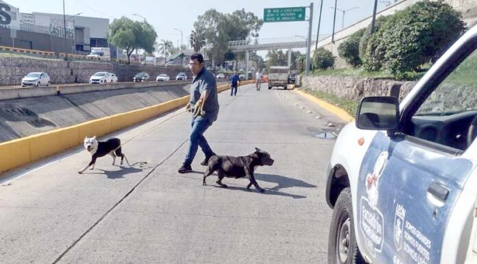 Adoptan 3 de 12 perros que participaron en ataque en León