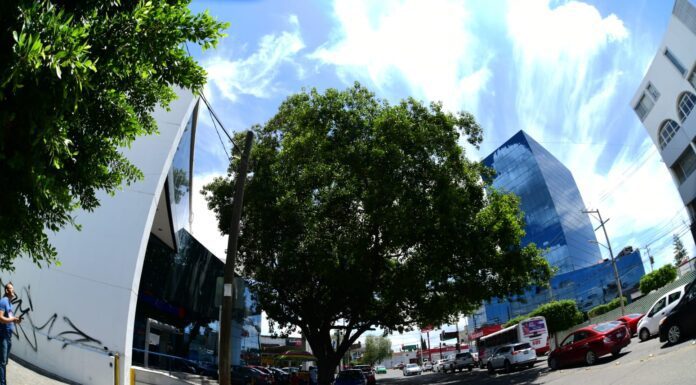 En Irapuato aprueban proteger árboles patrimonio; es el primer municipio en hacerlo