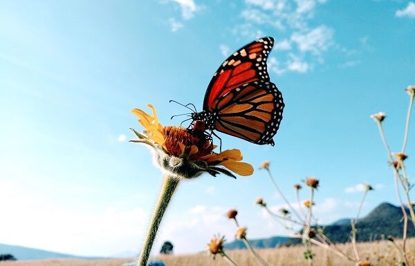 Guanajuato preparado para paso de mariposas Monarca