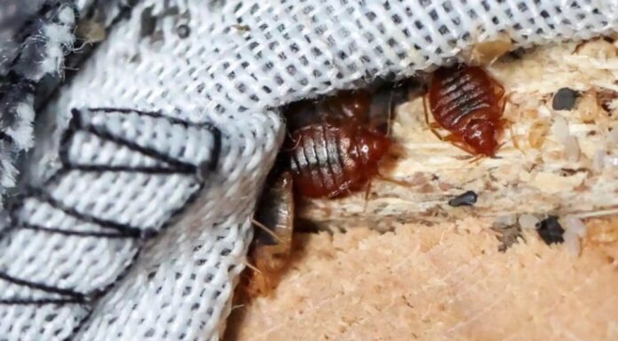 Guanajuato en vigilancia epidemiológica ante posible plaga de chinches