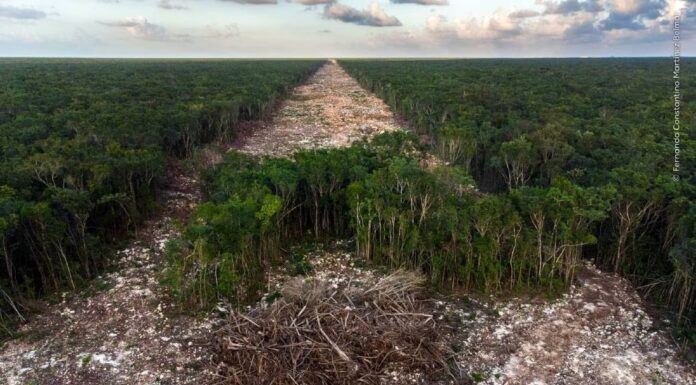 Fotógrafo mexicano gana premio internacional con imagen de la deforestación del Tren Maya Fotógrafo mexicano gana premio internacional con imagen de la deforestación del Tren Maya