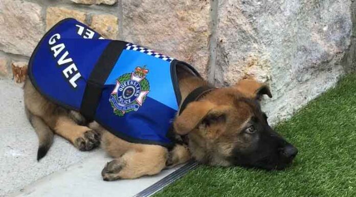 Perrito policía se queda sin trabajo por su ternura; la historia de Gavel y su nuevo empleo Perrito policía se queda sin trabajo por su ternura; la historia de Gavel y su nuevo empleo