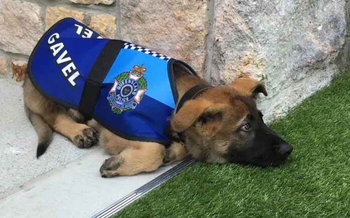 Perrito policía se queda sin trabajo por su ternura; la historia de Gavel y su nuevo empleo