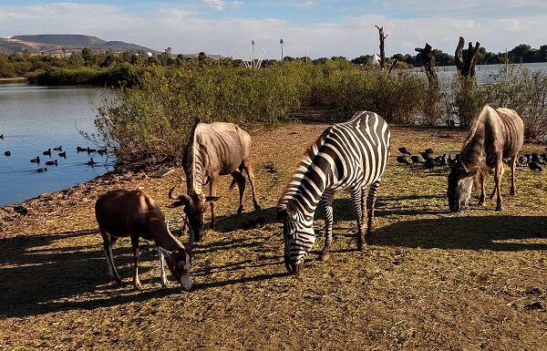 A partir del 21 de Octubre entrada a espacios públicos en León será ¡Gratis!