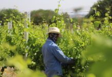Inicia temporada Tinto Bajío en viñedos de Guanajuato