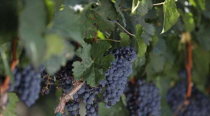 Guanajuato es el cuarto productor de uva en el país