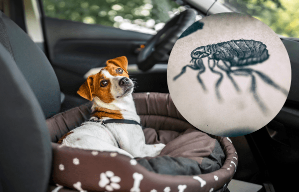 ¿Sabías que un perro puede transmitir hasta 40 enfermedades a los humanos?