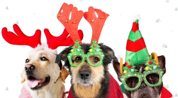 Gobierno Sanmiguelense fomenta adopción de mascotas