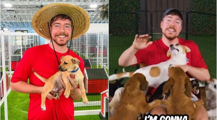 MrBeast rescata a 100 perritos y los da en adopción: VIDEO MrBeast rescata a 100 perritos y los da en adopción: VIDEO