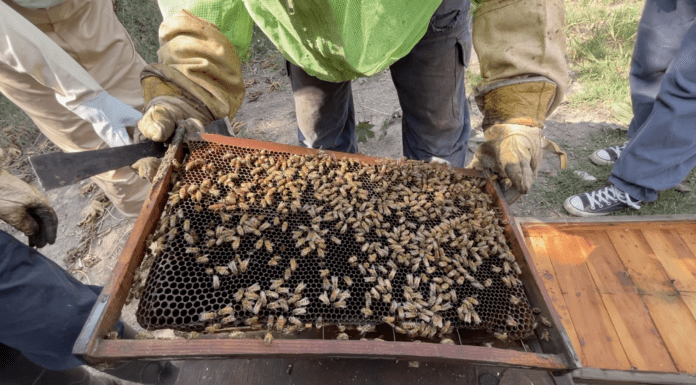 ¿La miel que consumes es natural? Aprende a identificarla