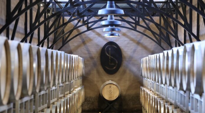 Ruta de la uva, una beta por explorar con viñedos en Guanajuato