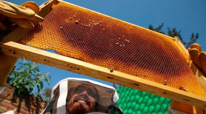 Apicultura en León, un mercado de 8 millones de pesos
