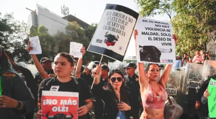Tribunal anula suspensión; da luz verde a corridas de toros en la Plaza México