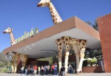 Inverosímil explicación de director de Zoo León sobre ataque a borregos muflones