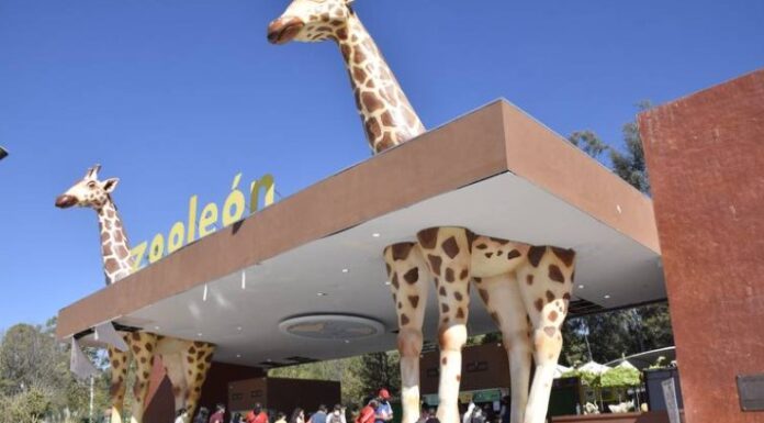 Inverosímil explicación de director de Zoo León sobre ataque a borregos muflones