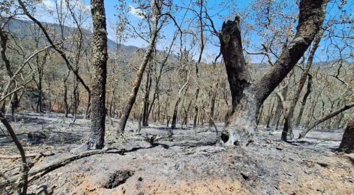Controlan 65 por ciento de incendio en Sierra de Santa Rosa