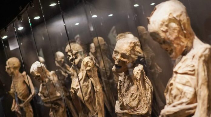 Durante marzo 69 mil personas visitaron el Museo de las Momias