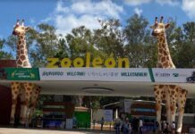 Renuncia director de Zoológico León