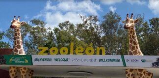 Abrirá este sábado Zoológico de León tras cumplir observaciones de PROFEPA