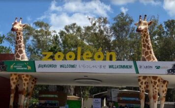 Esto pasará a los perros que presuntamente atacaron a borregos en el ZooLeón
