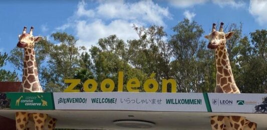 Esto pasará a los perros que presuntamente atacaron a borregos en el ZooLeón