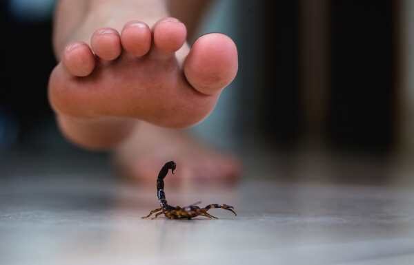 Se disparan en León picaduras de alacrán