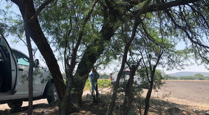 Buscan a Modesto, niño indígena extraviado en campos agrícolas de Guanajuato