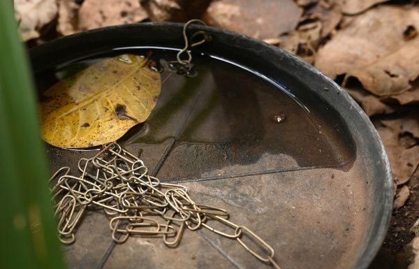 Aumentan casos de dengue en Guanajuato, alerta Secretaría de Salud