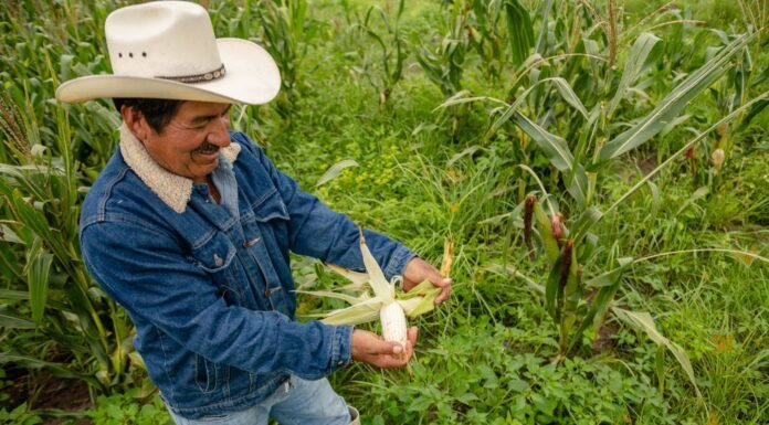 Destinan 42 MDP en apoyos para campesinos de San Miguel de Allende