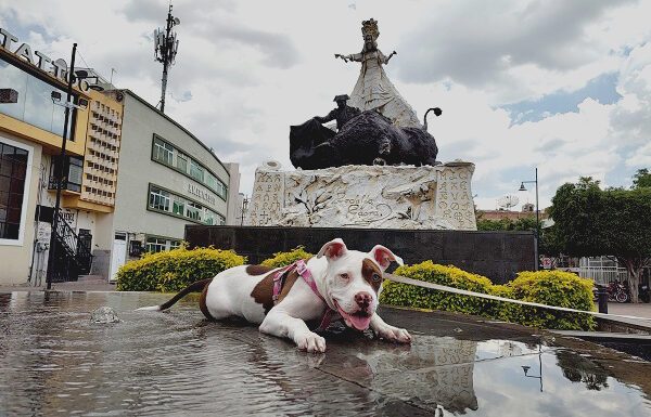 ¿Cómo saber el momento de vacunar a tu lomito?