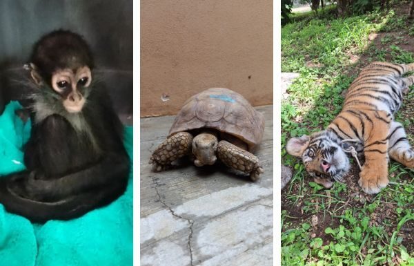 Rescata León a una tortuga, un mono araña y hasta un tigre; están en el Zoo
