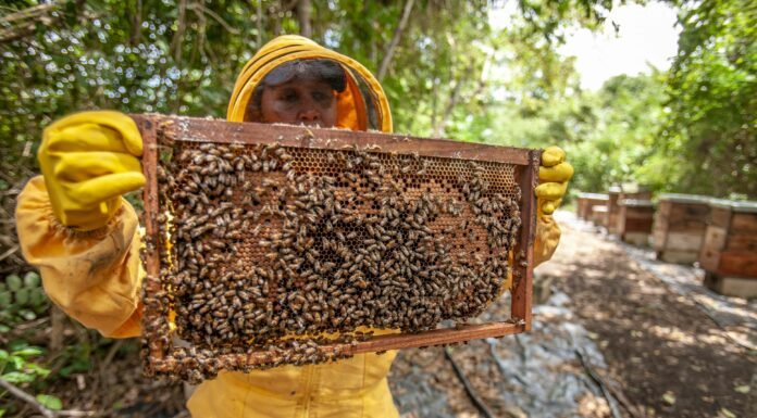 Apicultura guanajuatense alcanzó un valor de 38 MDP el año pasado