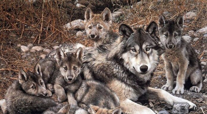 Safari en ZooLeón será remodelado para especies endémicas