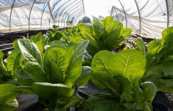 Crece producción de lechuga en Guanajuato