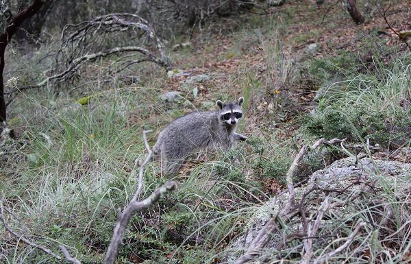 Rescatan y liberan a varias especies en la sierra de Guanajuato